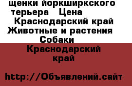 щенки йоркширкского  терьера › Цена ­ 9 000 - Краснодарский край Животные и растения » Собаки   . Краснодарский край